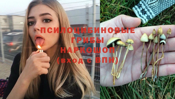 шишки Абаза